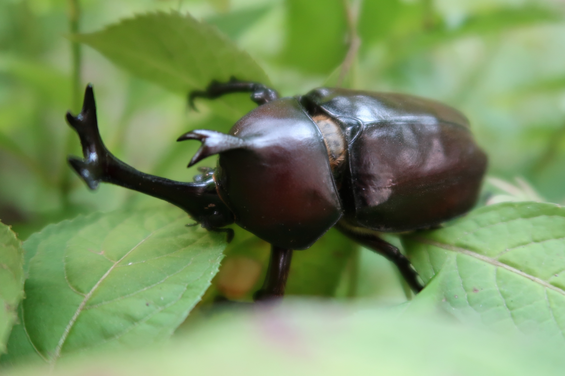 カブトムシ